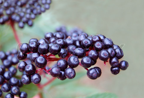 Daum Berried Branches